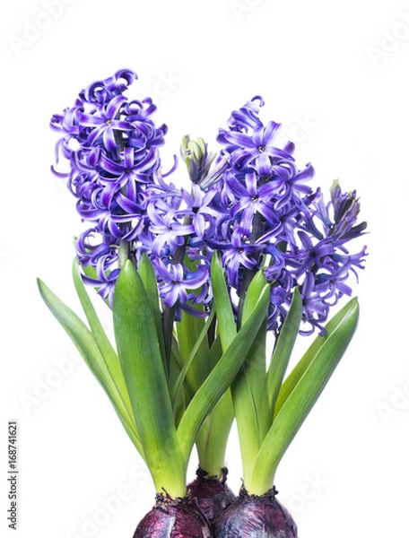 Obraz Three hyacinth isolated on white