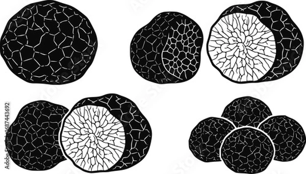 Fototapeta Truffle vector icon.Black vector icon isolated on white background truffle.