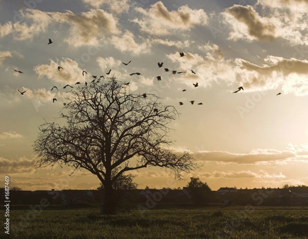 Obraz abflug der krähen