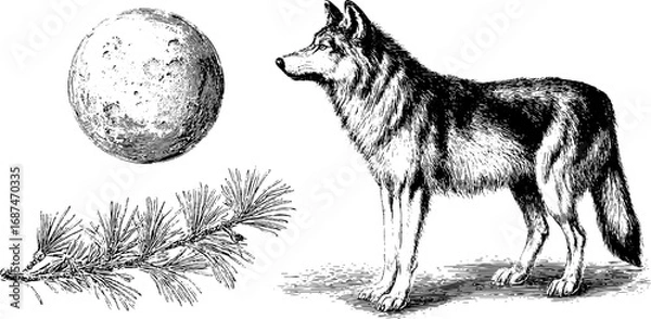 Fototapeta Engraved illustration set featuring wolf, moon, and pine branch for retro design