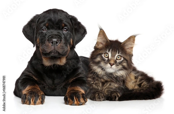 Obraz Puppy and kitten lying together