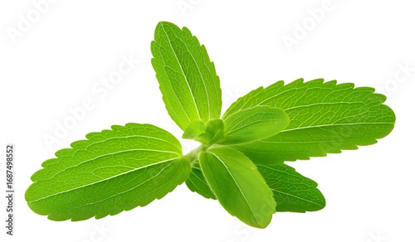 Fototapeta isolated stevia leaf on a white background