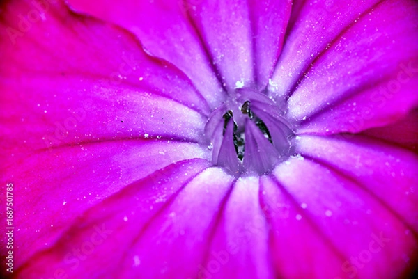 Fototapeta close-up of a Silene flower in a garden during spring
