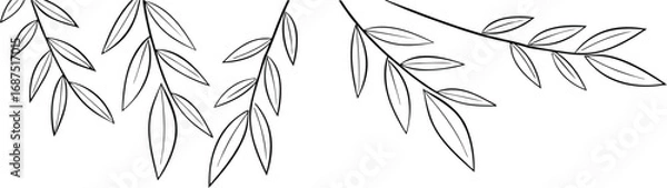 Fototapeta Black and white illustration of willow branches with long slender leaves arranged in a minimalist style against a white background