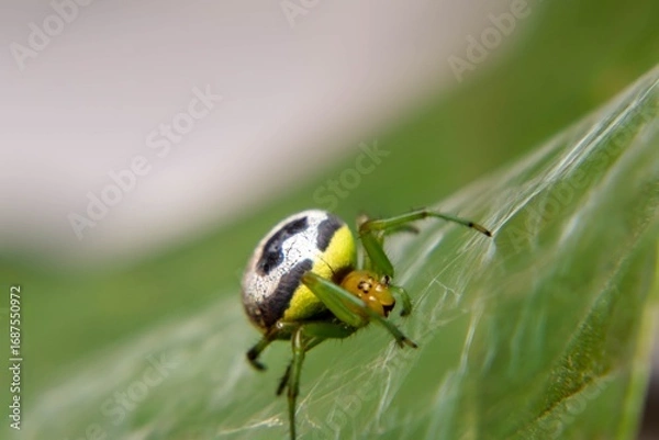 Fototapeta Green Cradle, Silver Watcher