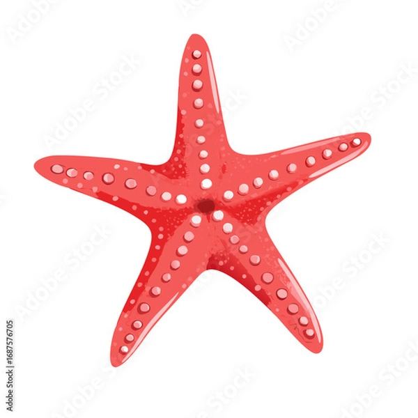 Obraz starfish isolated on white background
