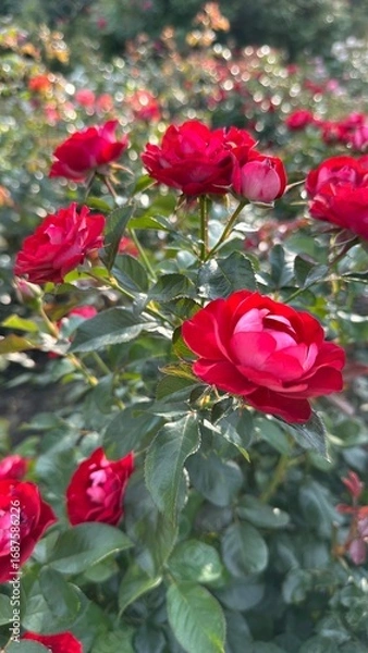 Fototapeta Red rose flowers grows on a bush against the background of garden. Is illuminated by the golden evening sun. Summer vibes. Close view. Bloom. Green Leaves. Natural Flora, terraced bed. 