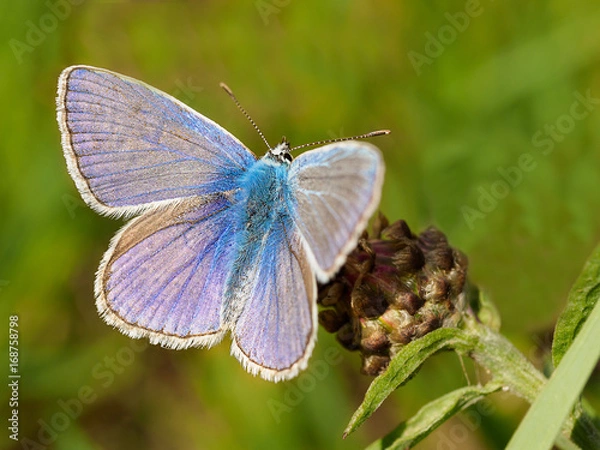 Obraz Hauhechel-Bläuling