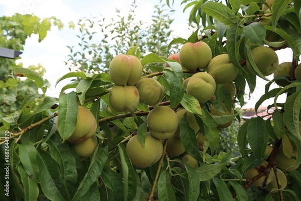 Obraz Apricots ripen on a tree in the garden