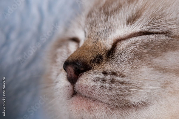 Obraz Sleeping Kitten Nose Closeup