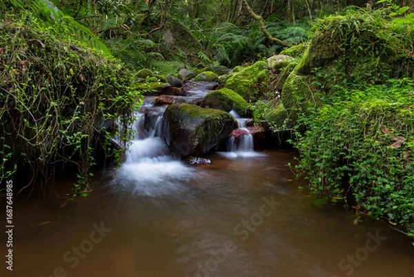 Obraz Tranquil Stream in a Mossy Forest