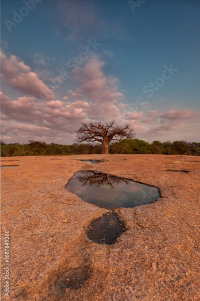 Obraz Baobab Reflection in Rock Pool at Sunset