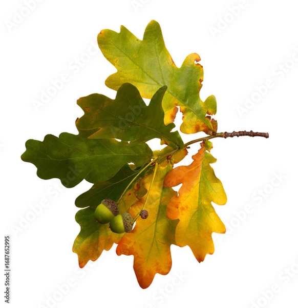 Fototapeta  acorn, autumn, autumn leafs, background, beautiful, border, branch, bright, clean, closeup, color, colorful, cut out, decoration, design, dry, fading, fall, falling leaves, flora, flying, foliage, fo