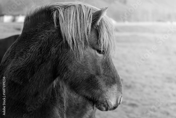 Obraz Icelandic horse