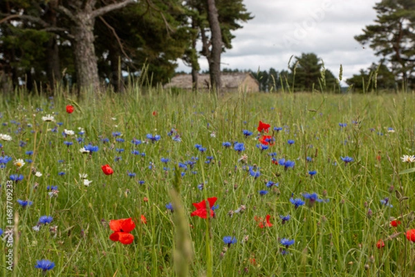 Obraz Coquelicots et bleuets