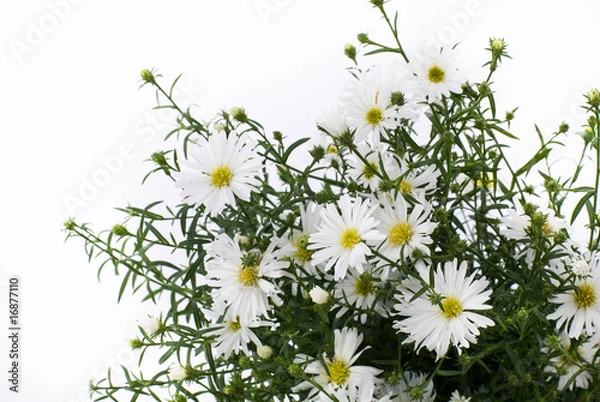 Fototapeta 白い花