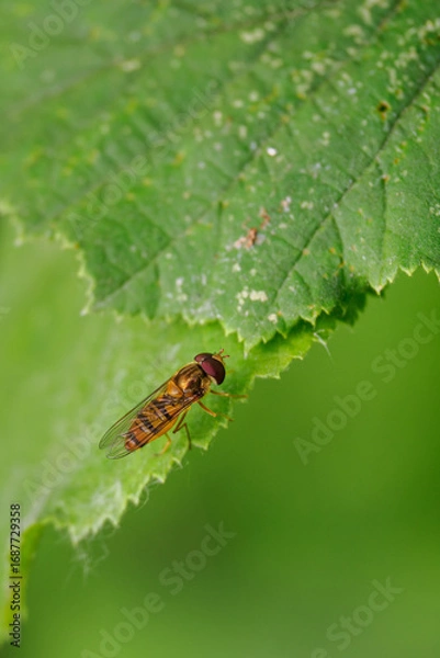 Obraz A detail of a hoverfly on a green leaf.

