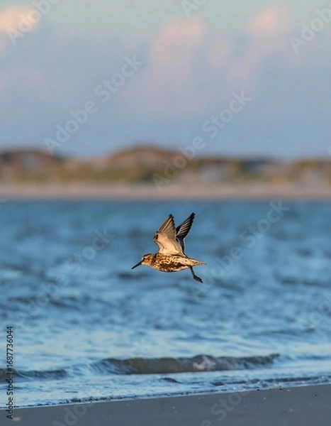 Obraz Bird in flight over water