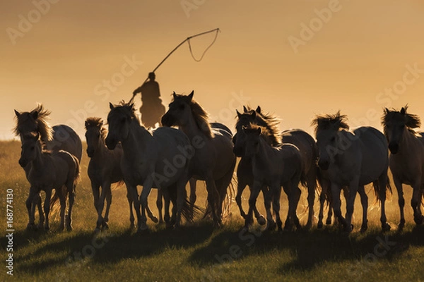 Obraz Mongolian white wild horses running on the endless grasslands