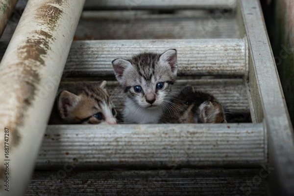 Obraz Stray Kittens Huddled Between Rusted Pipes And Concrete In Harsh Urban Setting