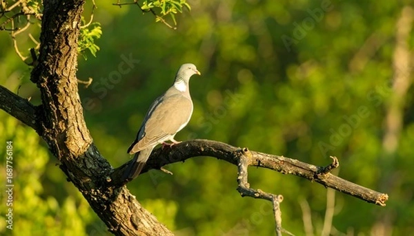 Obraz Bird perched on a branch