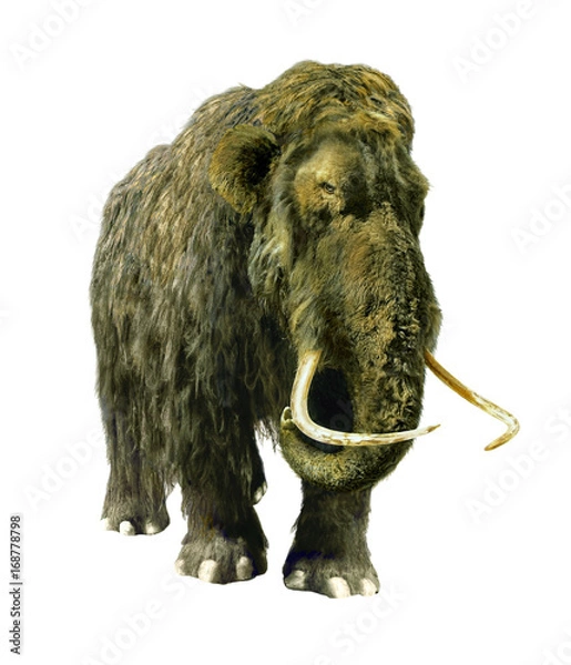 Obraz Mammoth woolly insulated.