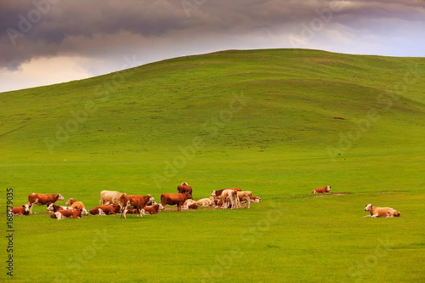 Obraz Cow herd grazing in the Mongolian grassland