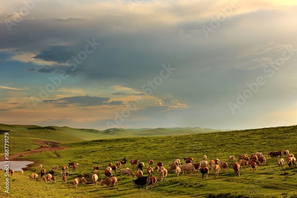 Obraz Cow herd grazing in the Mongolian grassland