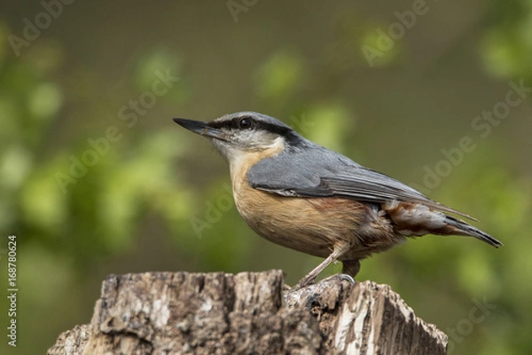 Obraz Nuthatch
