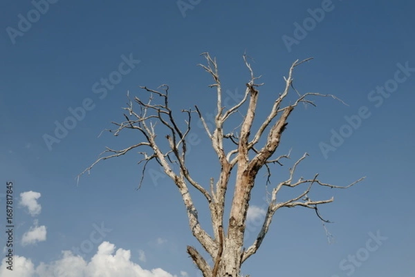 Fototapeta Dead tree on sky background