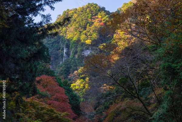Fototapeta 日本の風景・秋　三重県名張市　紅葉の赤目四十八滝