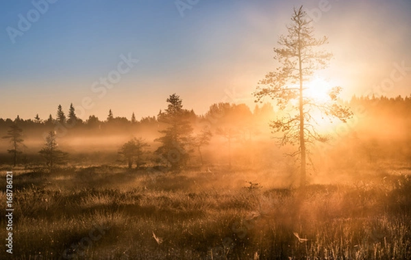 Obraz Scenic sunrise with foggy atmosphere at summer morning in Torronsuo National Park, Finland