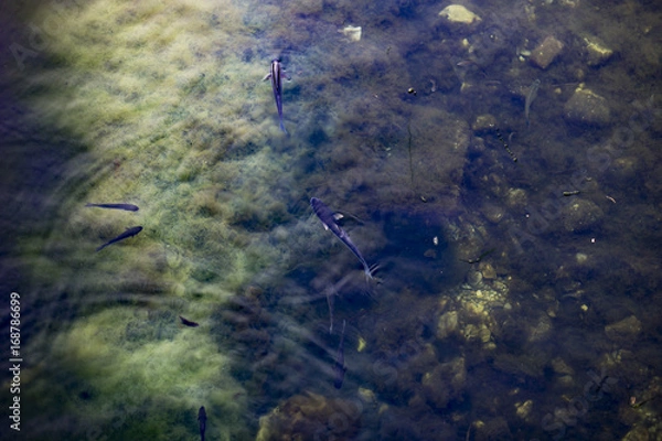 Obraz fish in the river