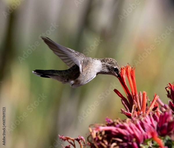 Obraz hummingbird in flight 