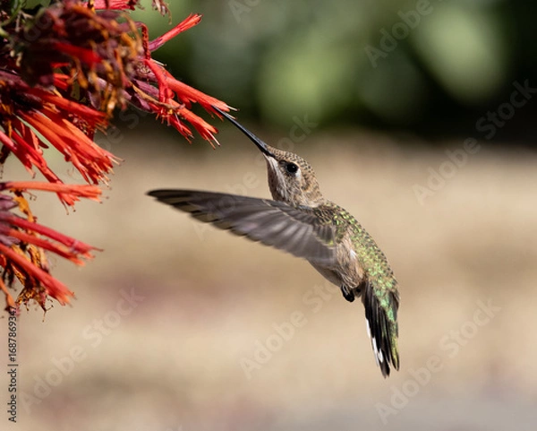 Obraz hummingbird in flight 
