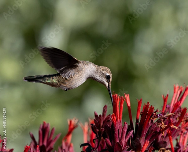Obraz hummingbird in flight 