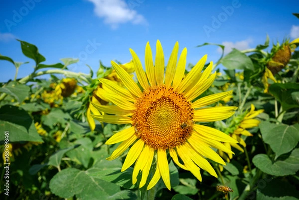 Fototapeta ひまわり畑に舞うミツバチ：夏の青空と元気をくれる風景