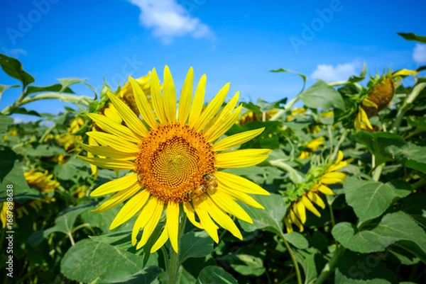 Fototapeta ひまわり畑に舞うミツバチ：夏の青空と元気をくれる風景