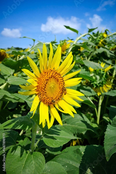 Fototapeta ひまわり畑に舞うミツバチ：夏の青空と元気をくれる風景