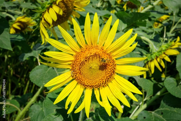 Fototapeta ひまわり畑に舞うミツバチ：夏の青空と元気をくれる風景