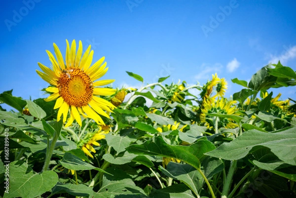 Fototapeta ひまわり畑に舞うミツバチ：夏の青空と元気をくれる風景