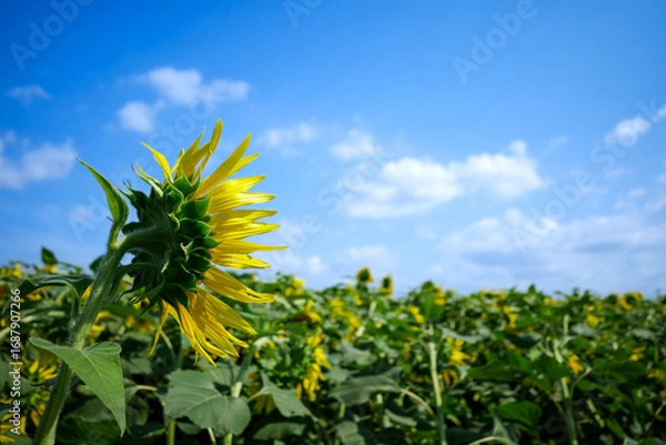 Fototapeta 青空に映える晩夏のひまわり｜季節の背景素材