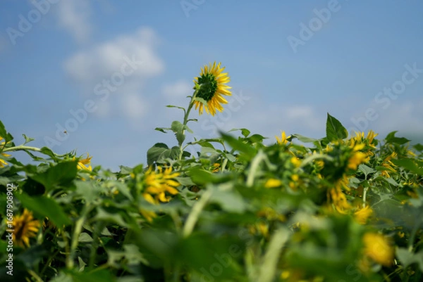 Fototapeta 青空に映える晩夏のひまわり｜季節の背景素材