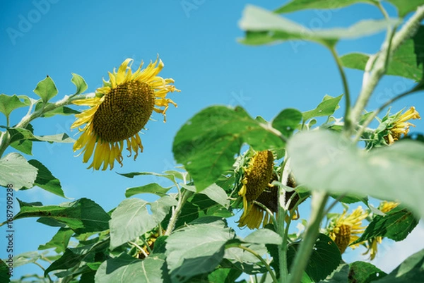 Fototapeta 青空に映える晩夏のひまわり｜季節の背景素材