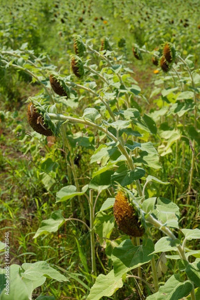 Fototapeta 夏の終わりを示すひまわり畑｜環境・農業テーマ向け写真