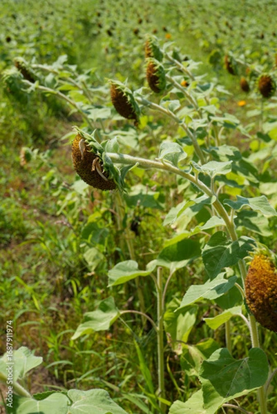 Fototapeta 夏の終わりを示すひまわり畑｜環境・農業テーマ向け写真