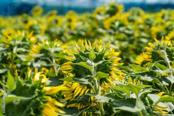 Fototapeta ひまわりの背面と緑の葉｜夏の自然イメージ素材