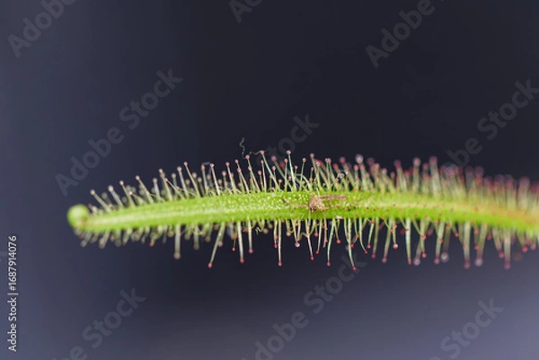 Fototapeta ムジナモ01