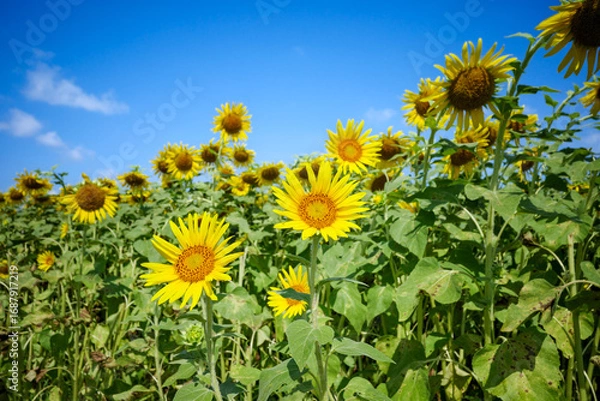 Fototapeta ひまわり畑の夏イメージ｜広告・バナー向け素材