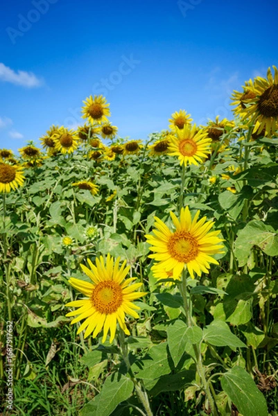 Fototapeta ひまわり畑の夏イメージ｜広告・バナー向け素材